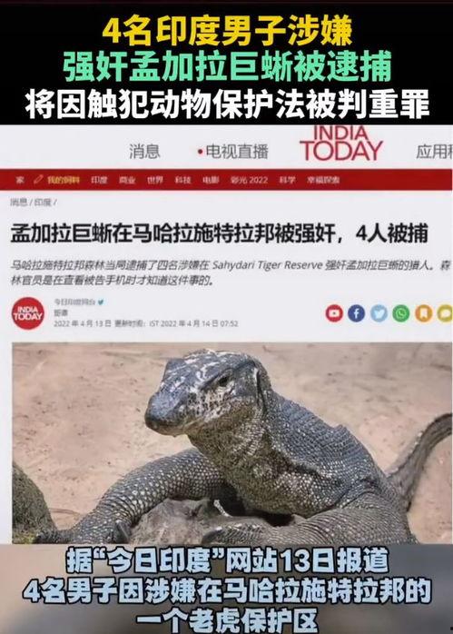 印度巨蜥爆料新闻最新版,揭秘神秘生物的生存现状与挑战  第3张